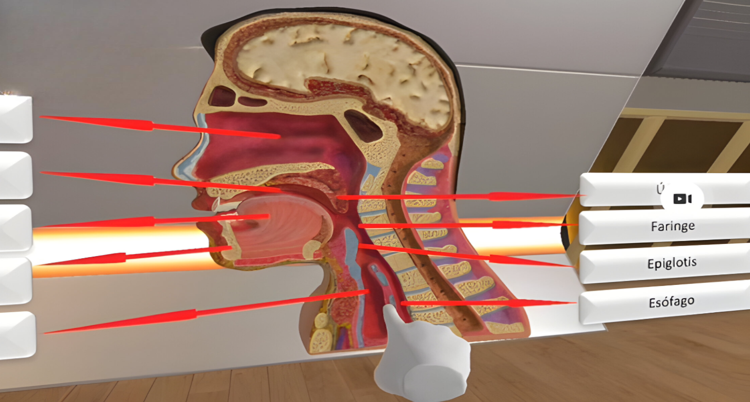 anatomia