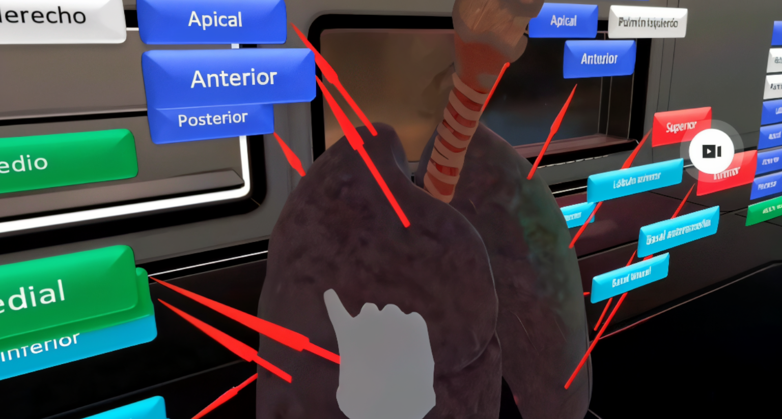anatomia
